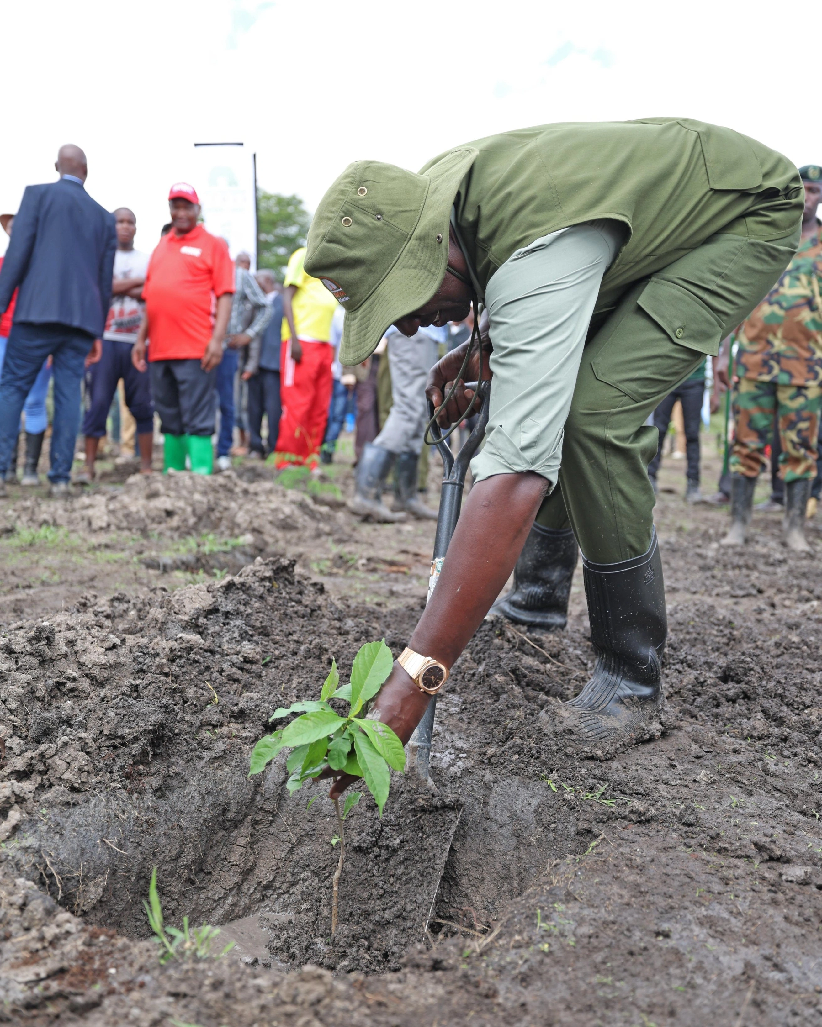 planting