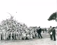 President Daniel Arap Moi burning ivory at Nairobi National Park